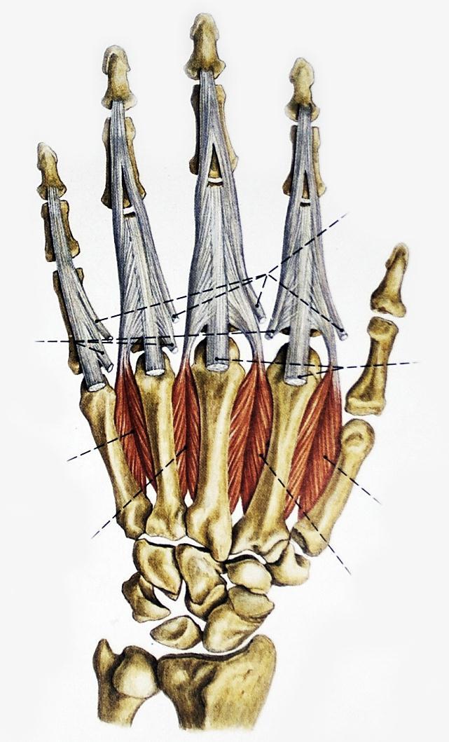Musculi interossei dosales eredés