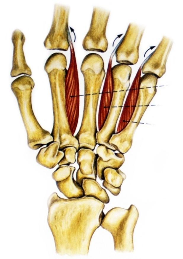 Musculi interossei palmares Réthelyi - Szentágothai Sobotta A