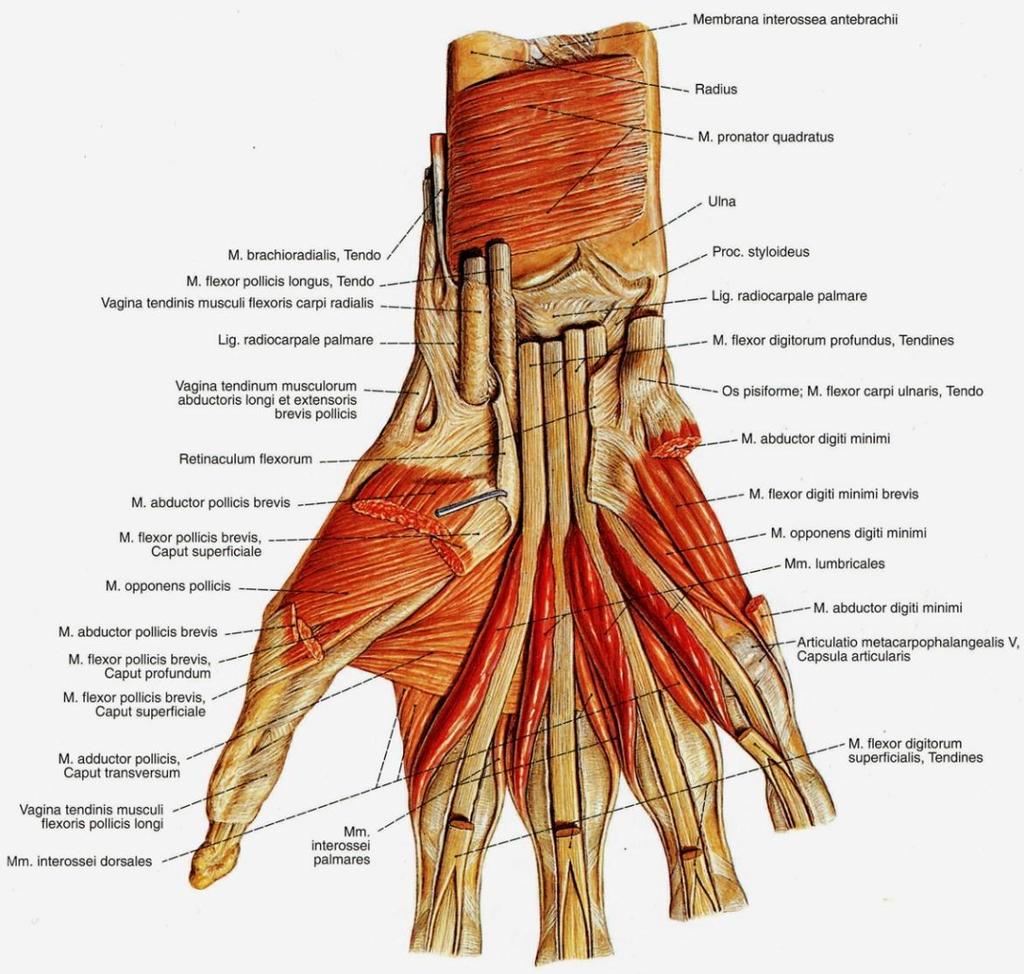 az interphalangealis ízületek 1. fokú artrózisa