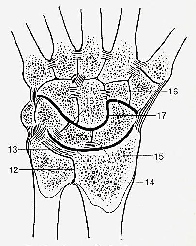 Articulatio radiocarpea az ulna előtti discus articularis tkp.