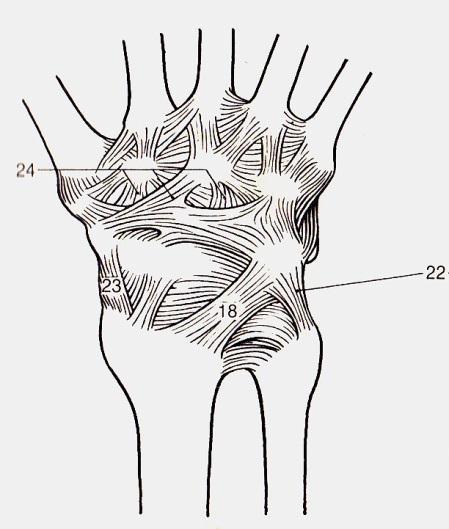 Articulatio radiocarpea Feneis 18: Lig.
