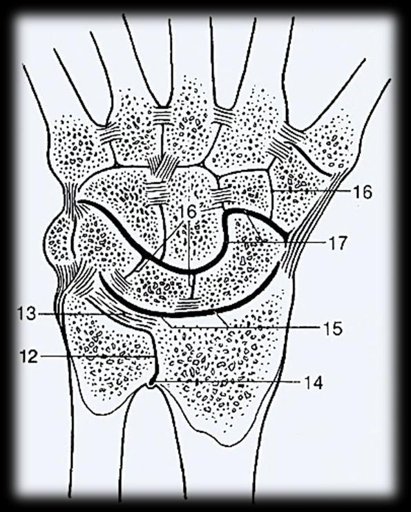 Articulatio carpometacarpea pollicis und communis Feneis ~ communis: II-V.