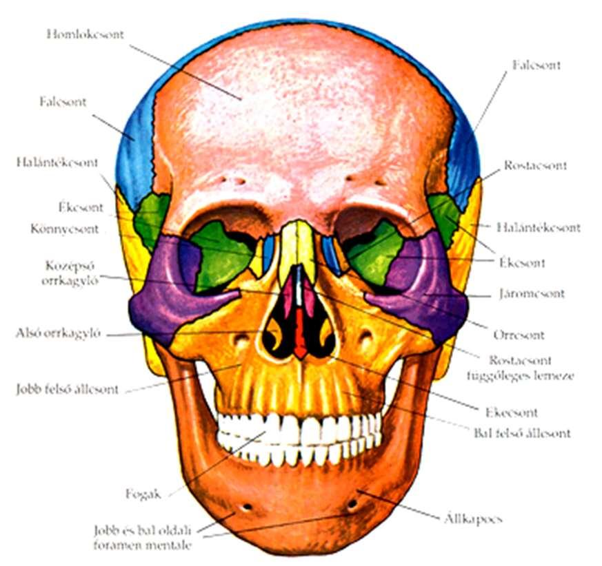 Koponyacsontok 1.