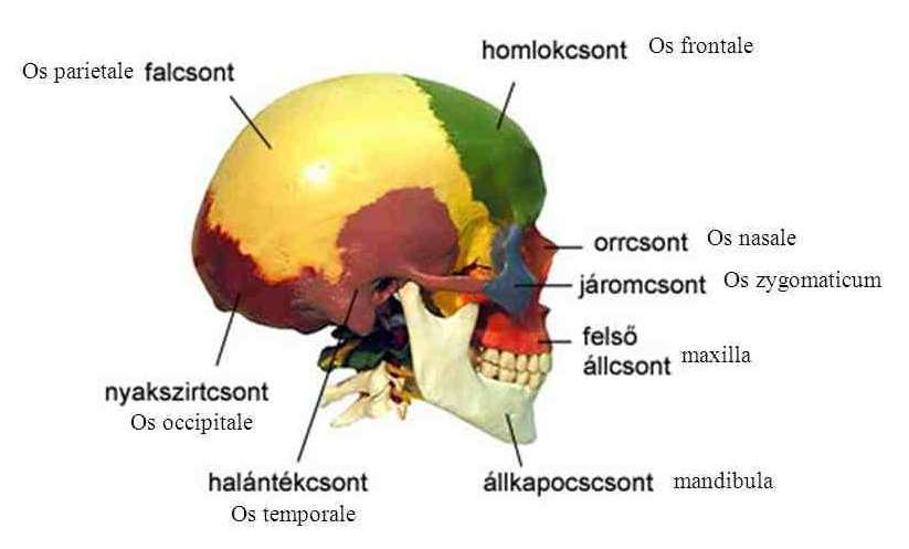 falcsontok (páros), halántékcsontok (páros). 2.