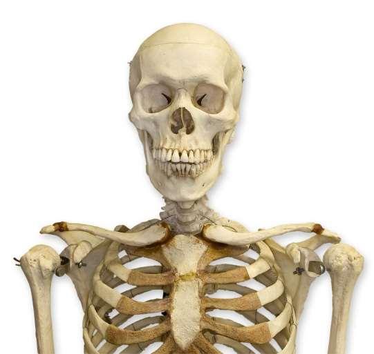 van szerepe, a szervezet kalciumraktára. A csontok szerkezete 1.