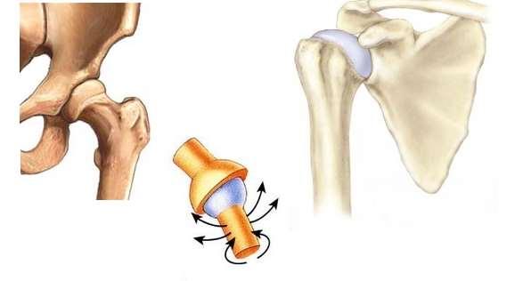 3. Soktengelyű ízület a gömbízület Ilyen a