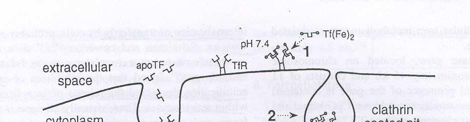 Transferrin