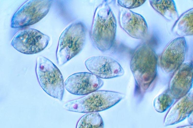 Euglena