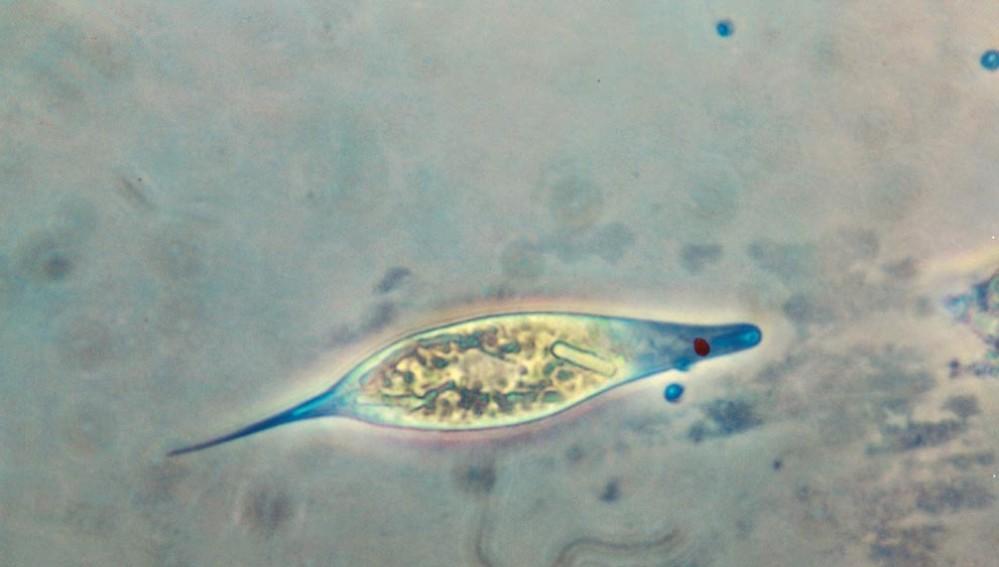 Euglena