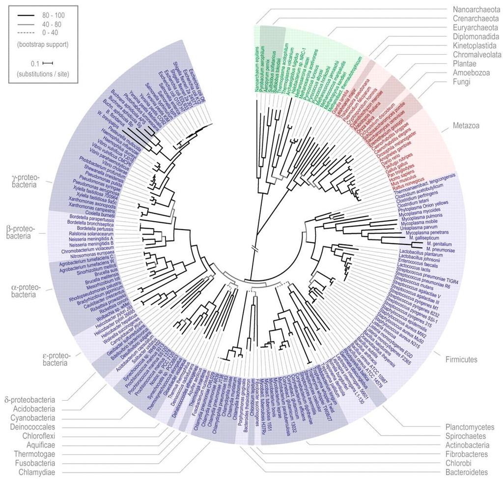 Archaea Amit ma tudunk Eukaryota Bacteria 31 gén, 191 faj