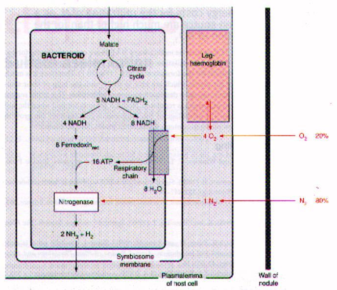 Rhizobium