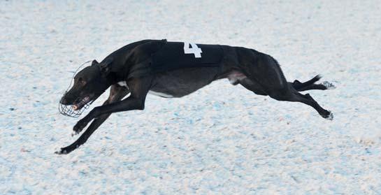 Premier County Premier Fantasy Nifthy Niamh Jaxx On Fantasy Just the Best Natalie Jacs On Westmead Natalie Droopys Kewell Droopys Maldini Little Diamond UK Direct Current Judicial Post Lefanta April