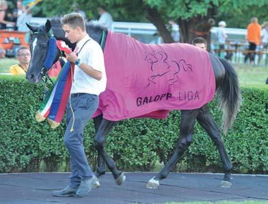 GALÉRIA A pontversenyek végeredménye 3 éves szürke mén idomárja: Kovács Sándor 3+1 Kft.