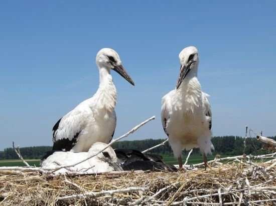 A Duna-Dráva Nemzeti Park Igazgatóság hírlevele 2017.