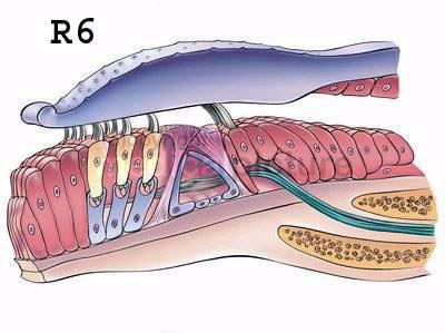 celule care conduc impulsuri preluate de la neuronii senzitivi medulari 14.