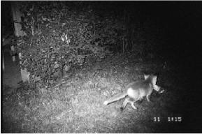 HOME RANGE AND LANDSCAPE USE OF COYOTES IN A METROPOLITAN LANDSCAPE: CONFLICT OR A prérifarkasok egyre gyakoribbak a nagyvárosokban