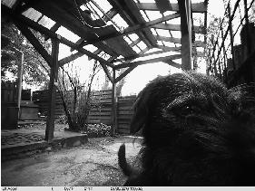 HOME RANGE AND LANDSCAPE USE OF COYOTES IN A METROPOLITAN LANDSCAPE: CONFLICT OR The city-fox phenomenon: genetic consequences of a recent colonization of urban habitat Molecular Ecology (2003)12