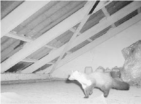 Urban mammals: what does