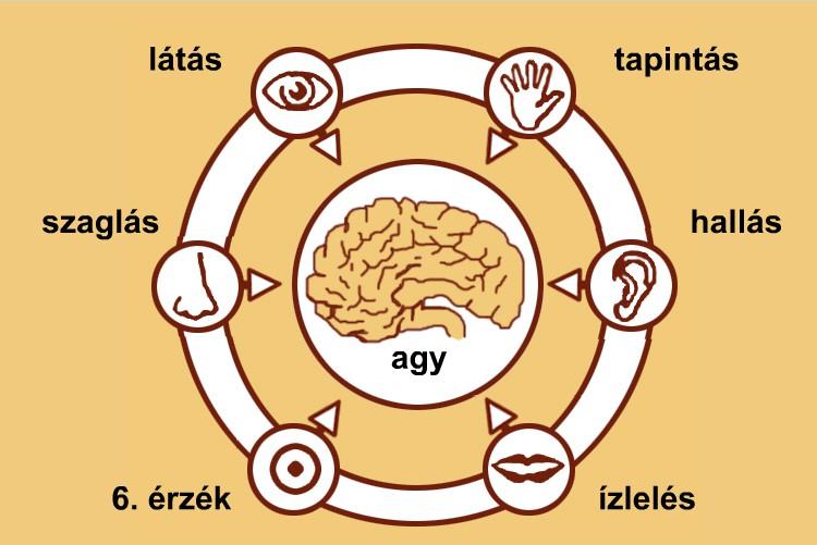 7.ábra. Az érzékszervek és az agy. Forgo Sándor: Kommunikációs ismeretek. Az agy működésében a bejövő információnak van elsődleges szerepe, amely a 6.