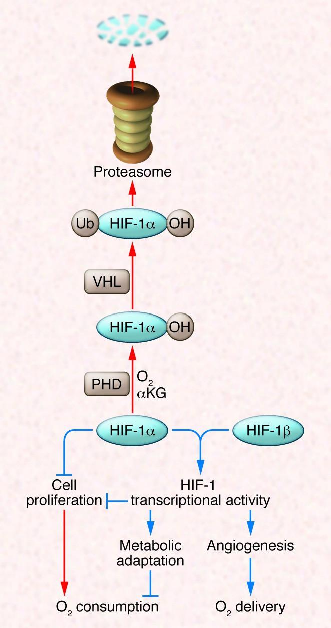 A jól oxigenizált sejtben a Prolyl hydroxylase (PHD) oxigént és alfaketoglutarátot használ a HIF1α hidroxylálására, amelyet utána a proteosoma lebont.
