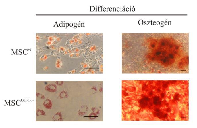 XIII. Függelék A vad típusú és Gal-1 hiányos MSC egyaránt differenciáltatható adipocita és oszteocita irányba XII. 1. ábra. MSC-k zsírsejt és csontsejt irányú differenciáltatása.