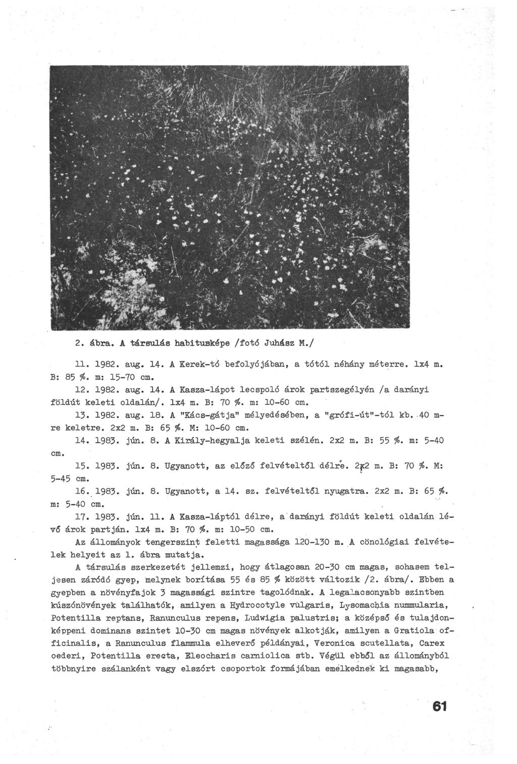 2. ábra. A társulás habitusképe /fotó Juhász M./ 11. 1982. aug. 14. A Kerek-tó befolyójában, a tótól néhány méterre. 1x4 m. Б: 85 $>. m: 15-70 cm. 12. 1982. aug. 14. A Kasza-lápot lecspoló árok partszegélyén /a darányi földút keleti oldalán/.