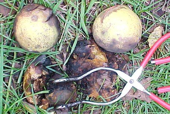 Ha zöld diót használok, azt érés előtt a fáról szedem le. Ebből zöldes árnyalatú barna színt nyerhetek. Pontosan mint egy éretlen színt. Leginkább khaki színt.