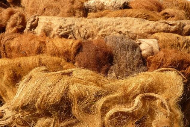 dióburkot gyűjteni, amely fa az évjárattól függően esetleg csak lassan, vontatottan juttat nekünk naponta kevés szép dióburkot, a napi termést