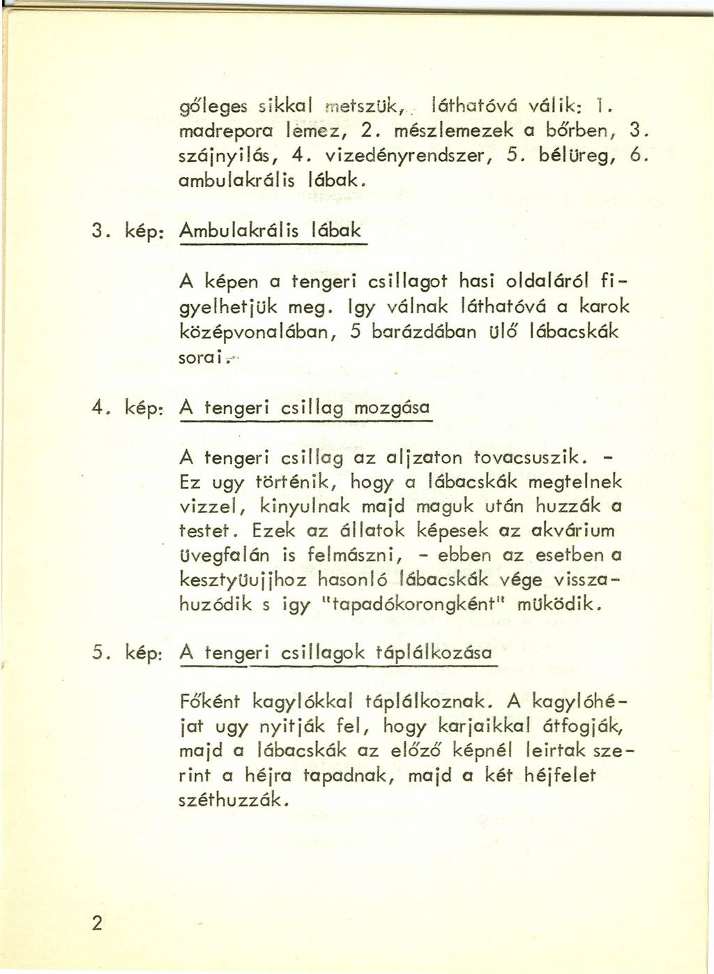 gőleges sikkal metszük,. láthatóvá vál ik. 1. madrepora lemez, 2. mész lemezek a bőrben, 3. szájnyilás, 4. vizedényrendszer, 5. bélüreg, 6. ambulakrális lábak. 3. kép: Ambulakrális lábak A képen a tengeri csillagot hasi oldaláról figyelhetjük meg.