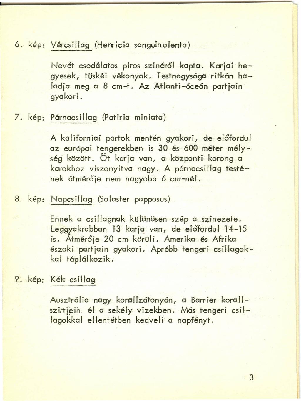 6. kép: Vércsillag (Henricia sanguinolenta) Nevét csodálatos piros szinéről kapta. Karjai hegyesek, tuskéi vékonyak, Testnagysága ritkán ha- 1adja meg a 8 cm-t. Az Atlanti-óceán partjain gyakori. 7.