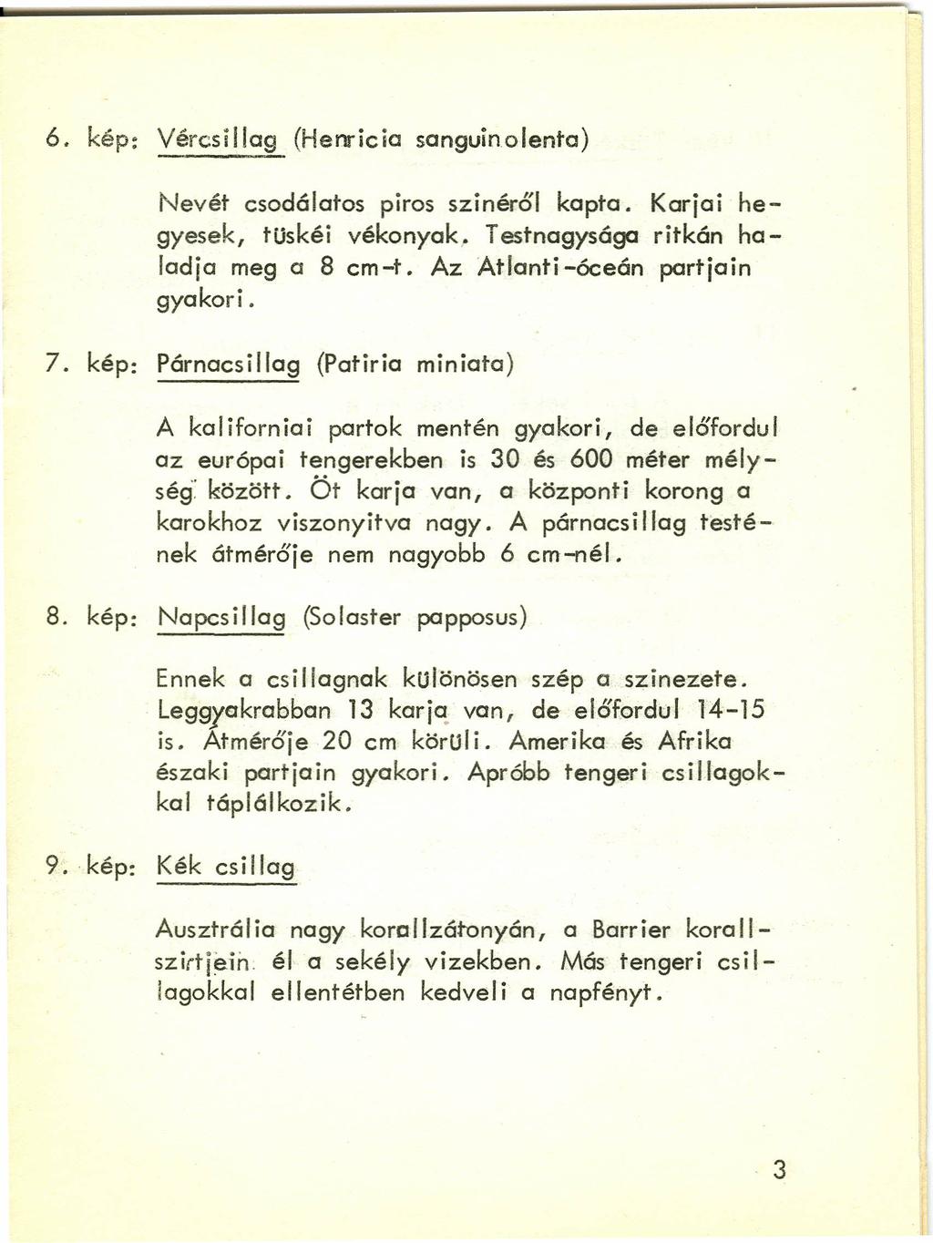 6. kép: Vércsillag (Henricia sanguinolenta) Nevét csodálatos piros szinéről kapta. Karjai hegyesek, tuskéi vékonyak, Testnagysága ritkán ha- 1adja meg a 8 cm-t. Az Atlanti-óceán partjain gyakori. 7.