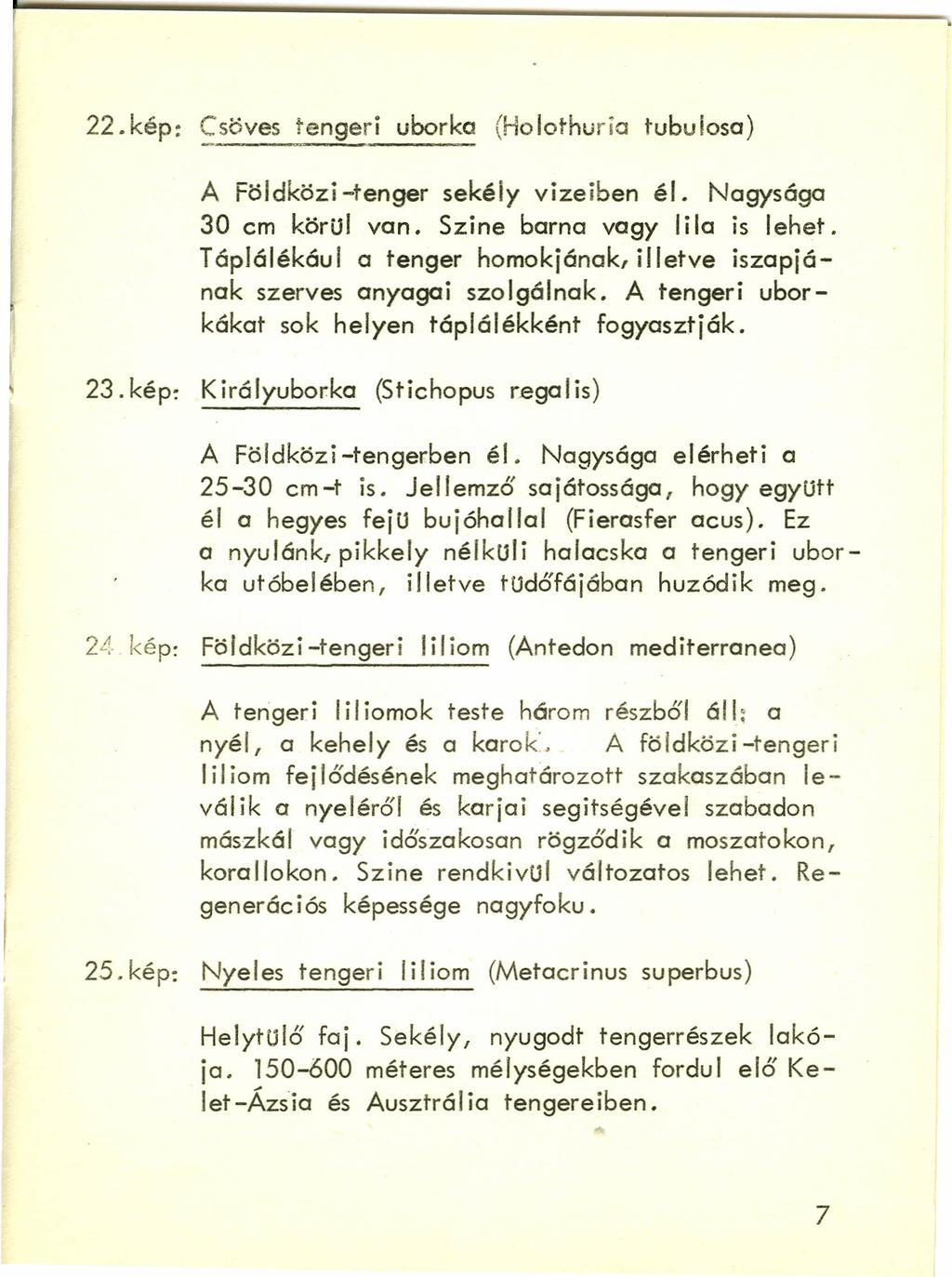 22. kép: Csöves tengeri uborka (Holothuria tubulosa) A Földközi -tenger sekély vizeiben él. Nagysága 30 cm körü] van. Szine barna vagy lila is lehet.