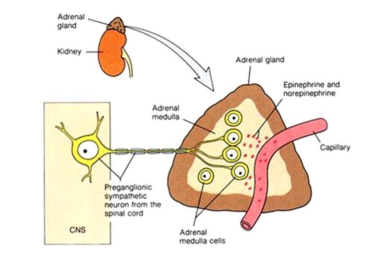 A mellékvesevelő A szimpatikus idegrendszer része: módosult ganglion + endokrin mirigy Medulla Adrenali n Adrenalin (80%), noradrenalin Chromaffin sejtek: medullában perikapilláris, máshol