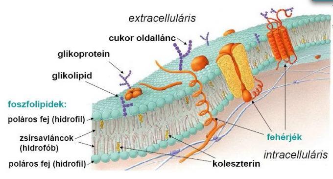 beágyazódása a lipid kettősrétegbe. Az aszimmetriából származó változatos szerkezettel finoman szabályozhatóak a membránmechanizmusok.