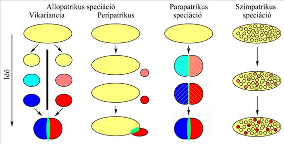 Karakterek, populációk és fajok 1-9 különböző jellemzők divergenciáját szemlélteti, amelyet az egyes fajkoncepciók kritériumként kezelnek (fenotípusos elkülönülés, diagnosztizálhatóság, ökológiai