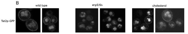 Trp permease ABC weak organic acids Trp