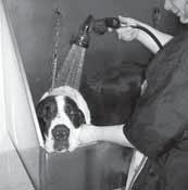 DS - STRANA - 0 veterinár radí Kúpeme psíkov Tentoraz však nie vonku, v prírodných vodných plochách či potokoch, ale doma.