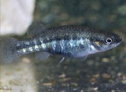Balsas-patakpontyocska (Neoophorus regalis) Fénylőtestű szkiffia (Skiffia francesae) Darázspontyocska (Allotoca dugesii) Egy nőstény példány az akváriumba telepítés után FOTÓ: OMAR DOMÍNGUEZ tetetté