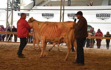 A tehén kategóriában a kiállítás nagydíjas (Grand Champion), tartalék nagydíjas (Reserve Champion) és a tisztelettel megemlített (Honourable Mentioned) tehenét díjaztuk.