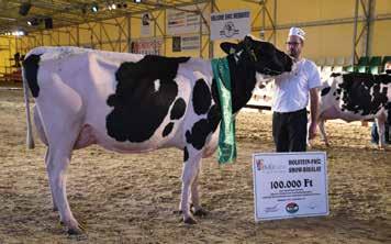 a Bos-Frucht Agrárszövetkezet, Kazsok a 244 katalógusszámú