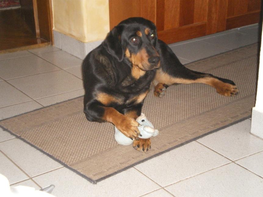 Az állatkísérletek etikai vonatkozásai Az állatok tudományos célra való felhasználása mellett és ellen szóló érvek Az emberek