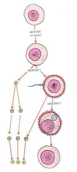 Oogenesis Már az embrionális élet során elkezdődik, de megreked a meiosis első profázisában - pubertásig.