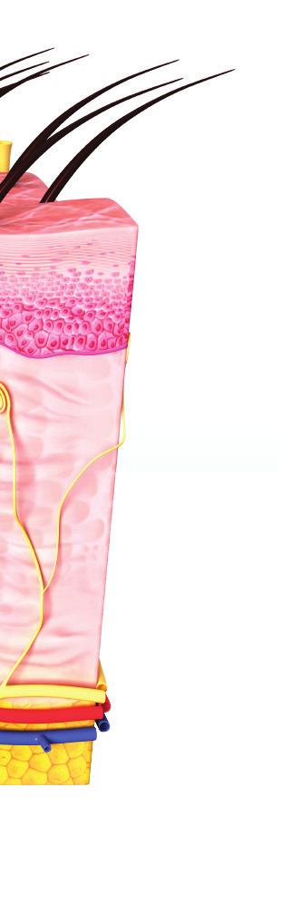 A comb, a has, a fenék bőre a bőraljában lévő zsírszövet miatt általában vastagabb.