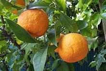 Keserűnarancs Keserűnarancs Citrus aurantium Illóolaját használják:
