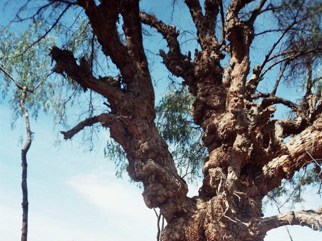 CSIBA