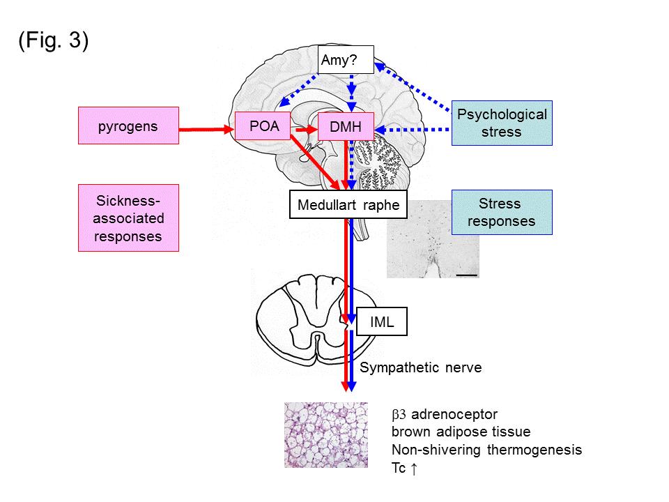 Viselkedési tesztek II. Stressz-indukált hipertermia http://okat.web.fc2.com/page02_01_5.