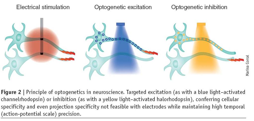Optogenetika Francis Crick (1979): a nagy kihívás a neurobiológiában az, hogy hogyan kontrolláljunk egy sejttípust az agyban anélkül, hogy más sejttípusokat befolyásolnánk.