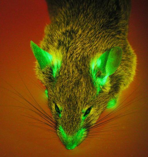 GFP