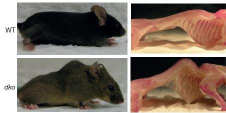 Dystrophin gén