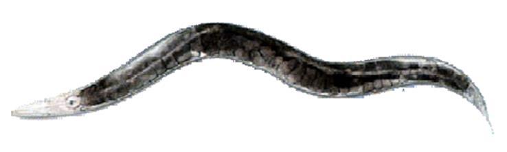 C. elegans, mint genetikai modell rendszer Előnyök: 1. Laboratóriumban könnyen fenntartható (agar tartalmú Petri lemezeken) 2. Egyszerű anatómia (959 testi sejt, 302 neuron. Transzparens test!!!) 3.